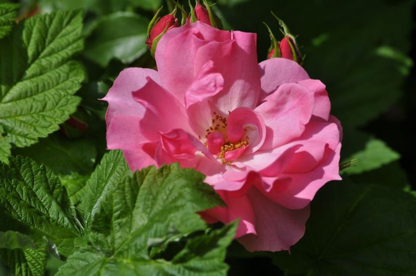 _DSC0338 - VARA 2021_1