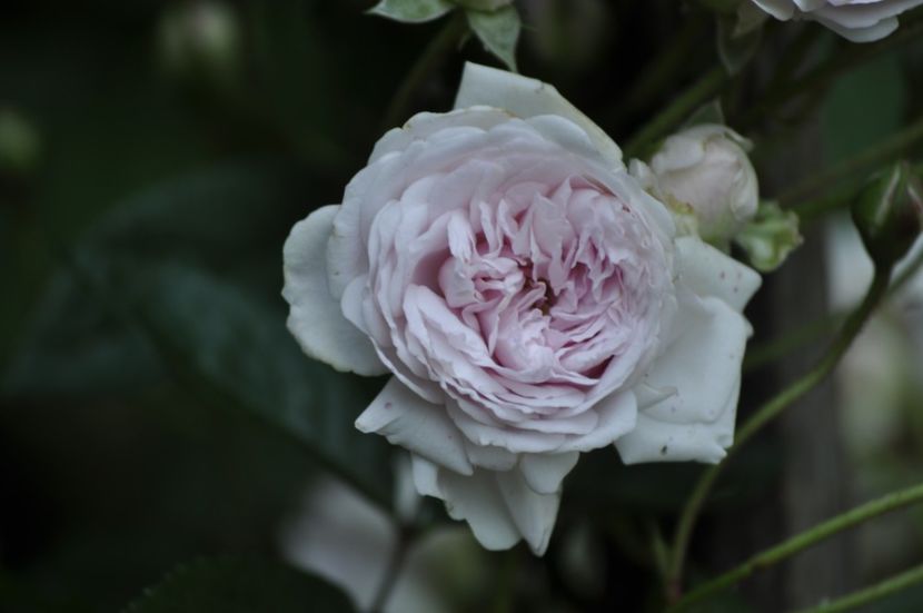 _DSC0341 - VARA 2021_1