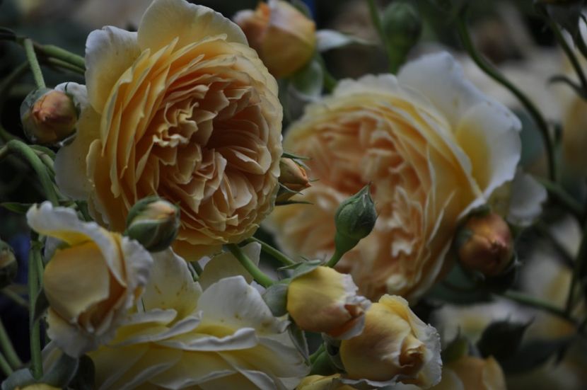 _DSC0351 - VARA 2021_1