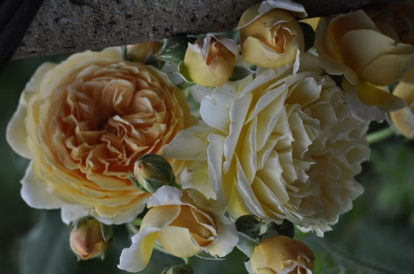 _DSC0354 - VARA 2021_1