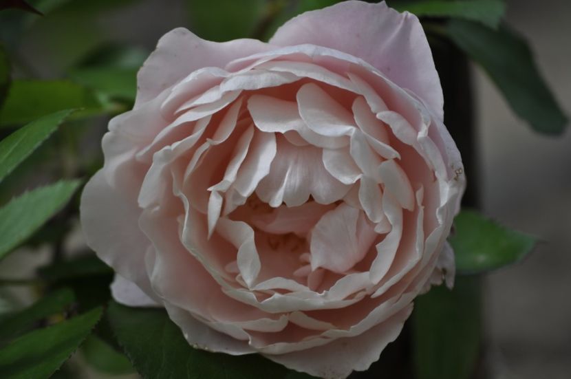 _DSC0357 - VARA 2021_1