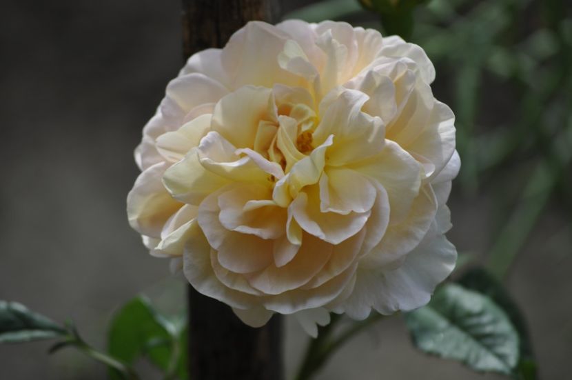 _DSC0360 - VARA 2021_1