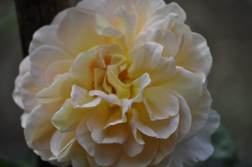 _DSC0363 - VARA 2021_1