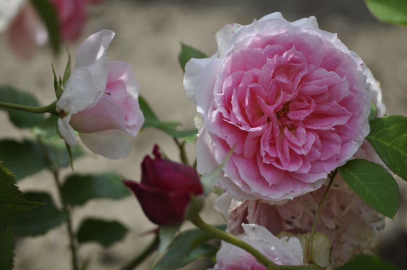 _DSC0364 - VARA 2021_1