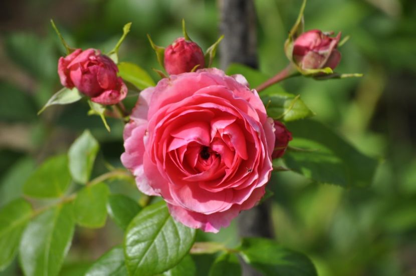 _DSC0368 - VARA 2021_1