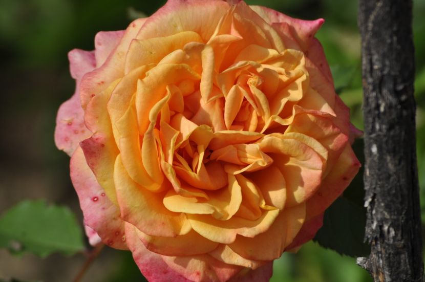 _DSC0369 - VARA 2021_1