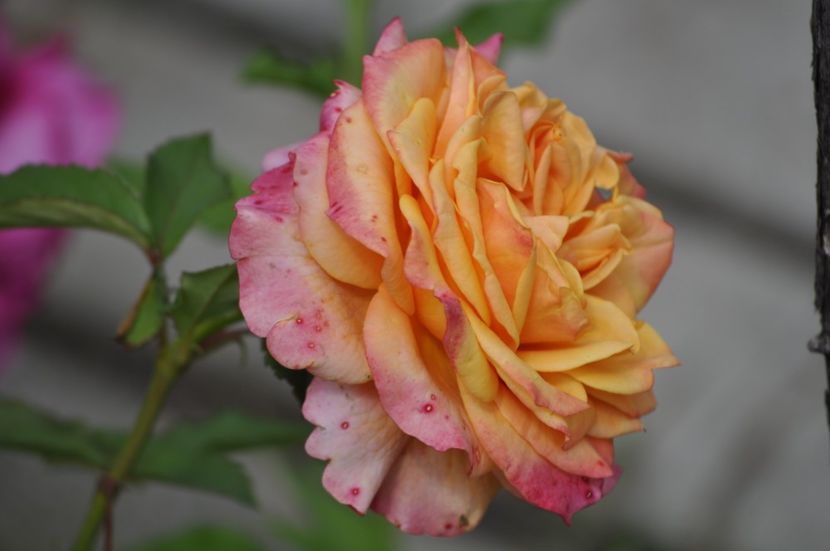 _DSC0370 - VARA 2021_1