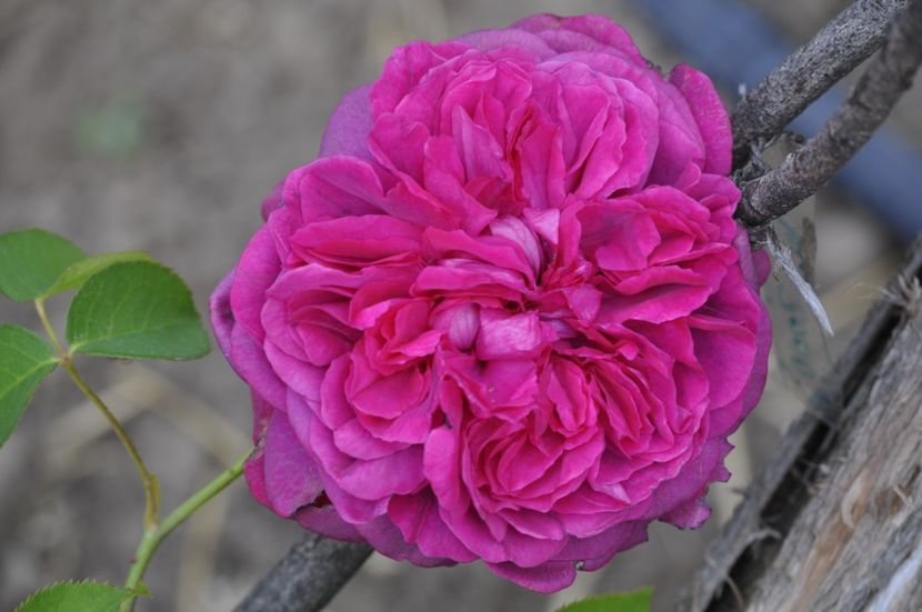 _DSC0371 - VARA 2021_1