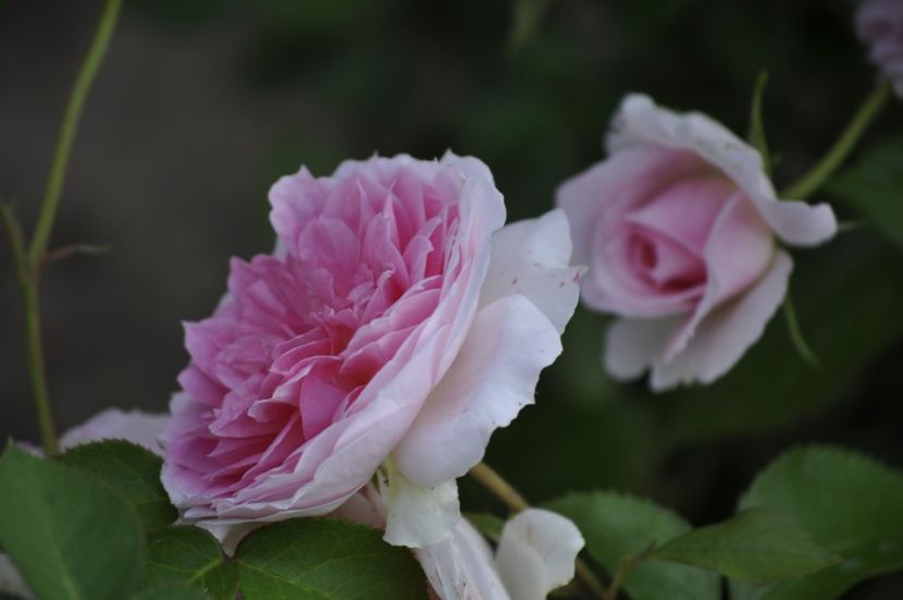 _DSC0373 - VARA 2021_1