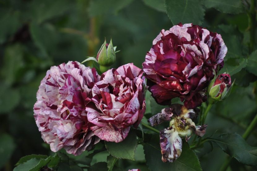 _DSC0375 - VARA 2021_1