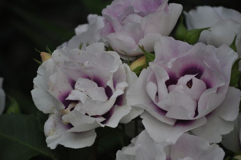 _DSC0378 - VARA 2021_1