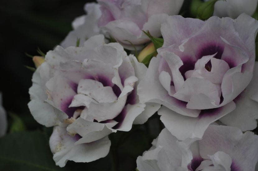 _DSC0379 - VARA 2021_1