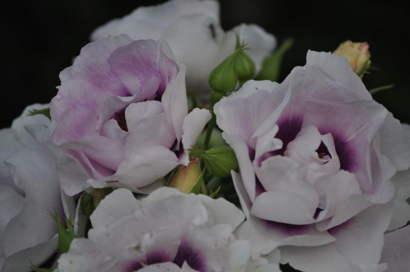 _DSC0380 - VARA 2021_1