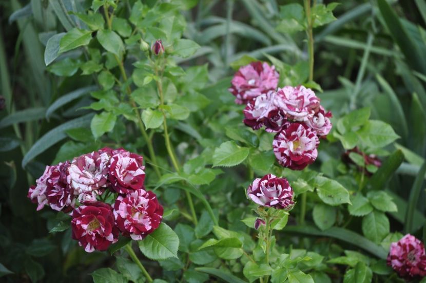 _DSC0381 - VARA 2021_1