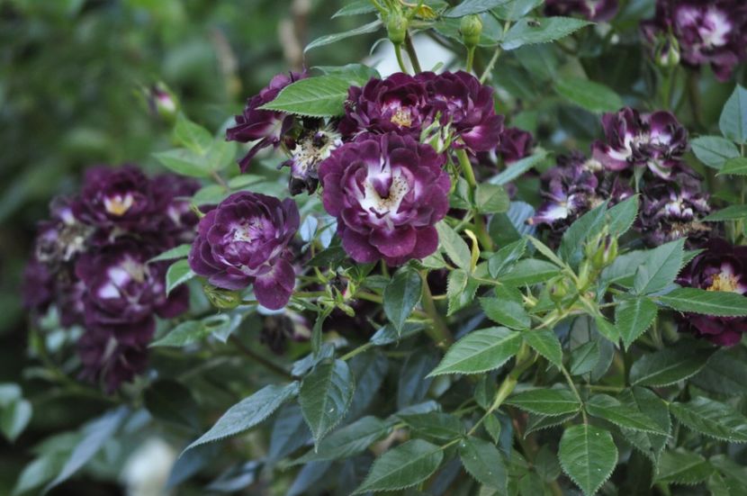 _DSC0383 - VARA 2021_1