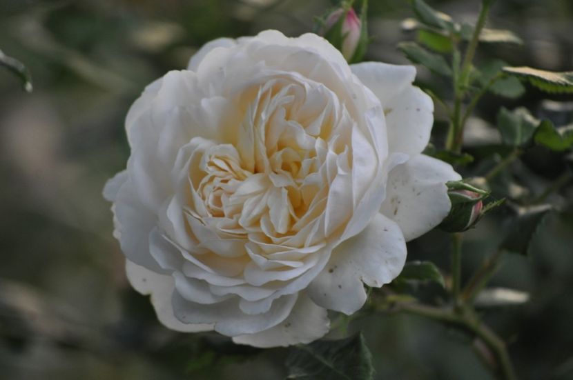 _DSC0384 - VARA 2021_1