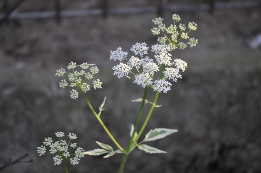 _DSC0385 - VARA 2021_1