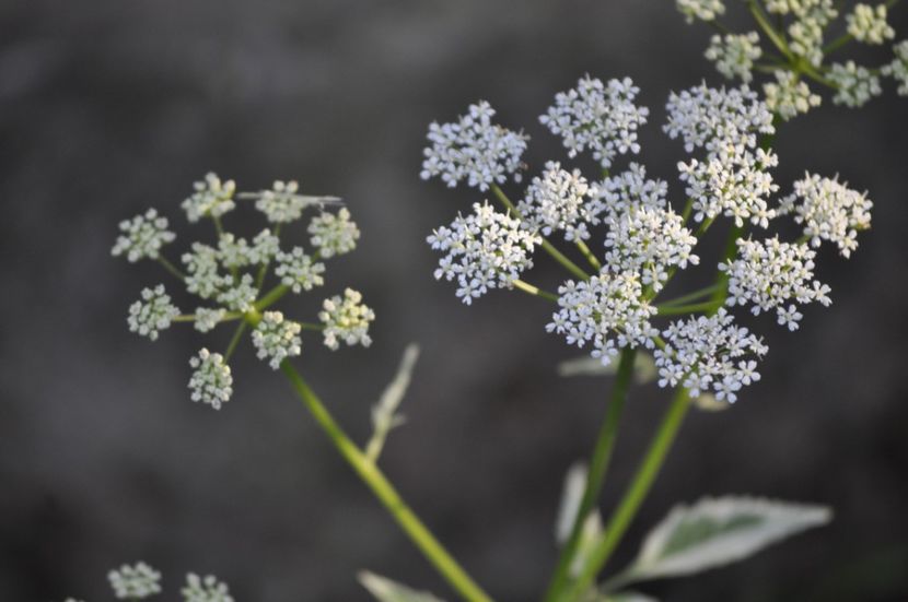 _DSC0386 - VARA 2021_1