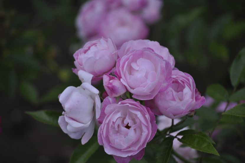 _DSC0387 - VARA 2021_1