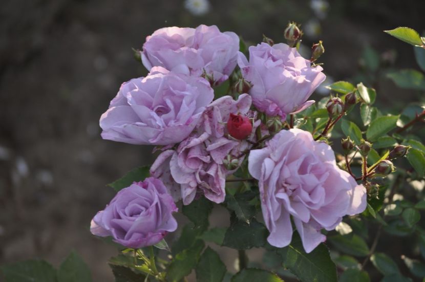 _DSC0389 - VARA 2021_1