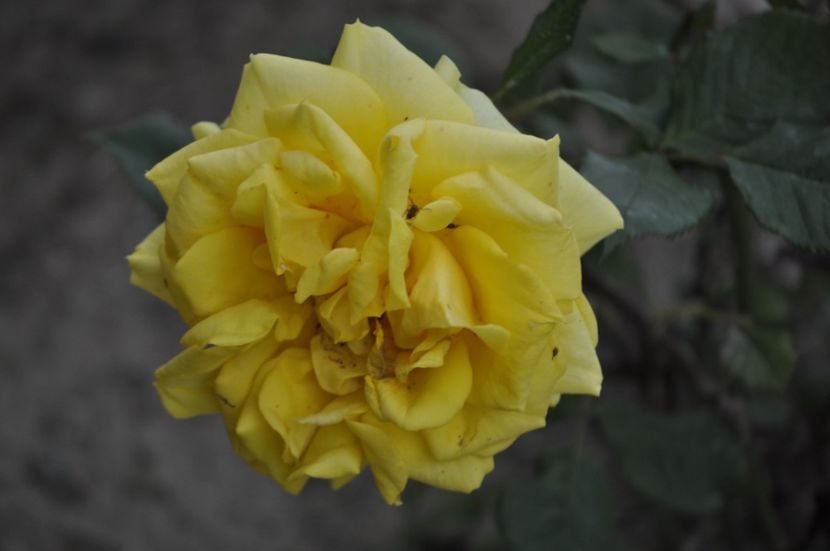 _DSC0390 - VARA 2021_1