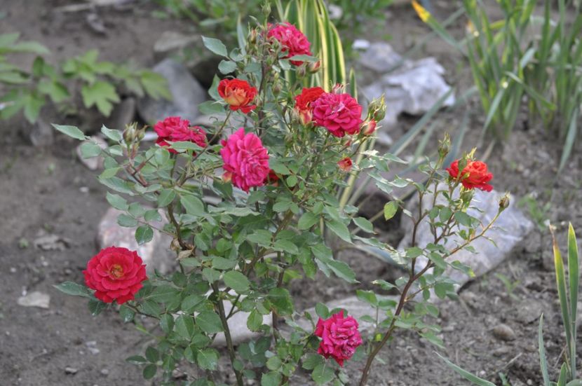 _DSC0391 - VARA 2021_1