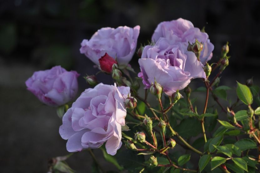 _DSC0392 - VARA 2021_1