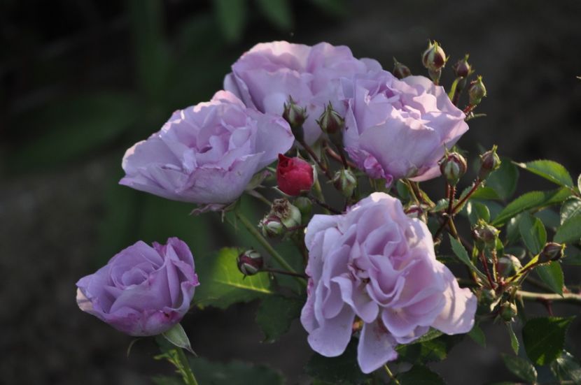 _DSC0393 - VARA 2021_1