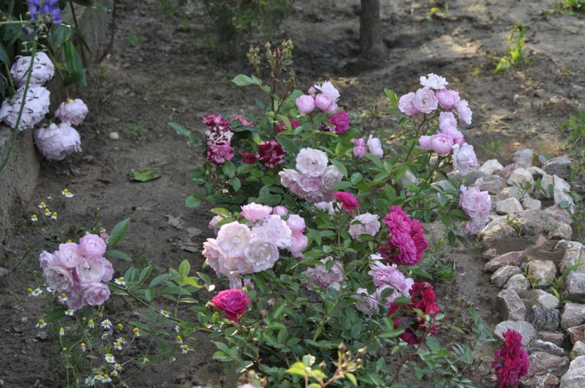 _DSC0394 - VARA 2021_1