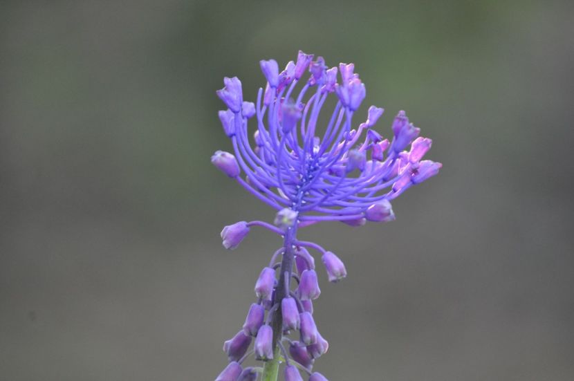 _DSC0396 - VARA 2021_1