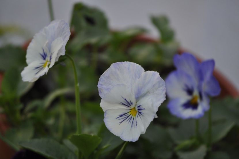 _DSC0397 - VARA 2021_1