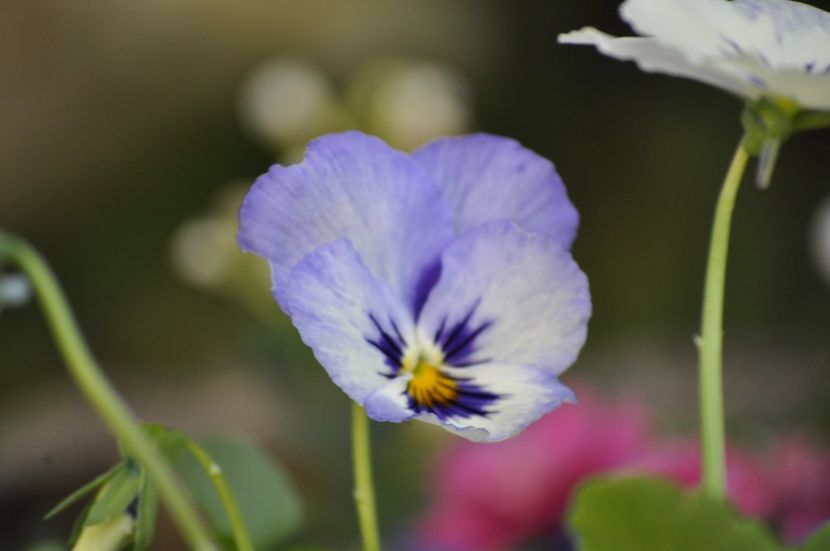 _DSC0399 - VARA 2021_1