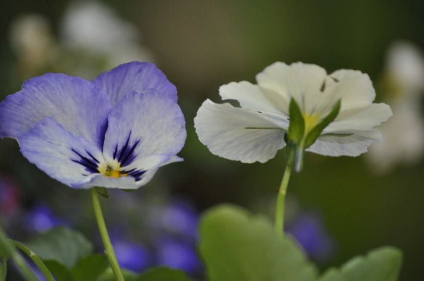 _DSC0402 - VARA 2021_1