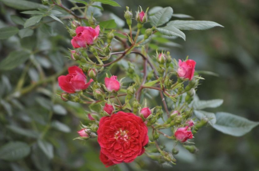 _DSC0406 - VARA 2021_1