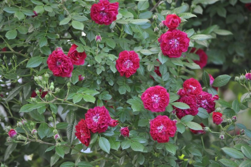 _DSC0408 - VARA 2021_1