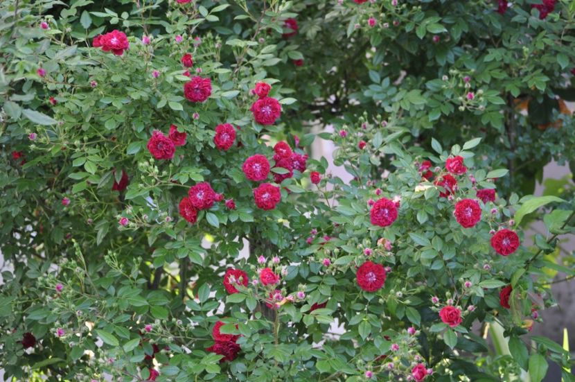 _DSC0410 - VARA 2021_1