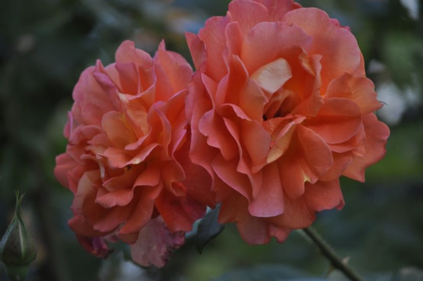 _DSC0417 - VARA 2021_1