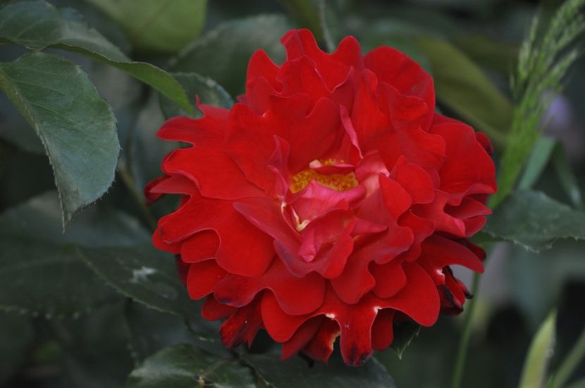 _DSC0421 - VARA 2021_1