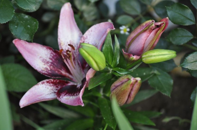 _DSC0422 - VARA 2021_1