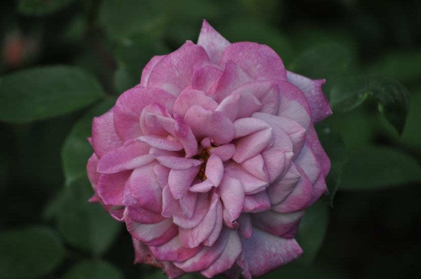 _DSC0425 - VARA 2021_1