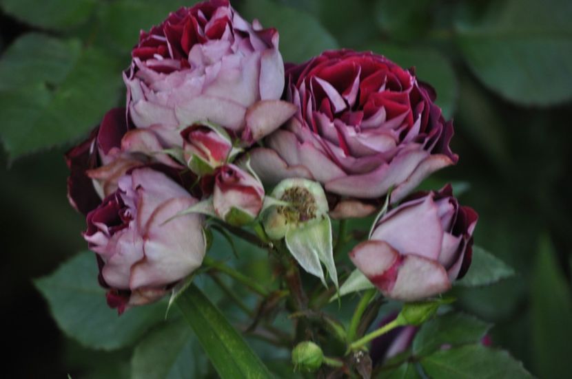 _DSC0428 - VARA 2021_1