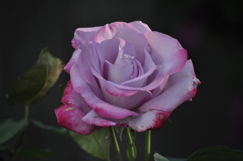 _DSC0429 - VARA 2021_1