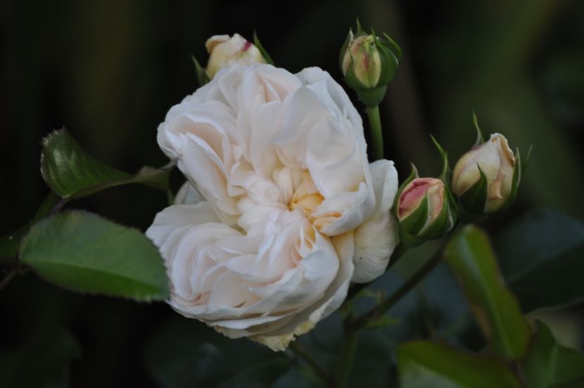 _DSC0433 - VARA 2021_1