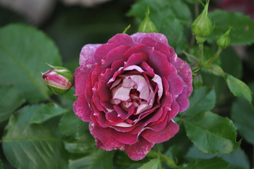 _DSC0435 - VARA 2021_1