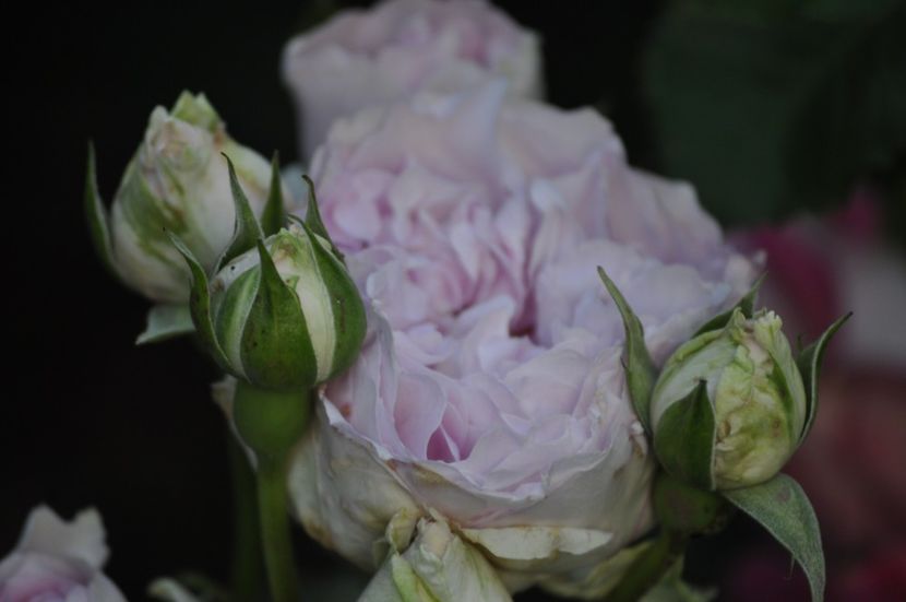 _DSC0440 - VARA 2021_1