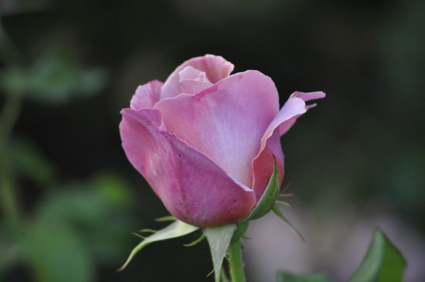 _DSC0442 - VARA 2021_1