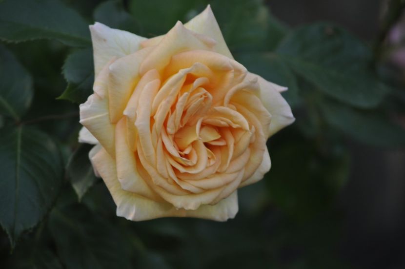 _DSC0445 - VARA 2021_1