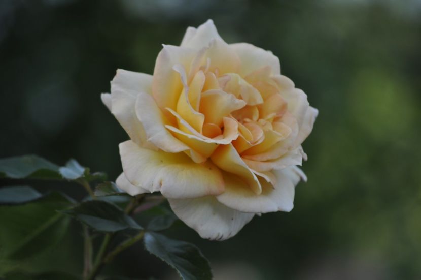 _DSC0446 - VARA 2021_1