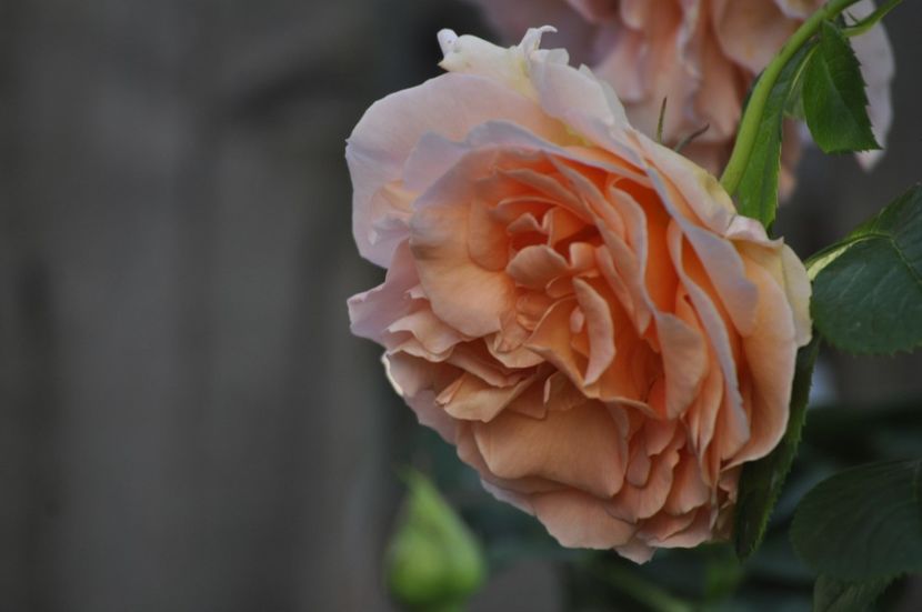 _DSC0447 - VARA 2021_1