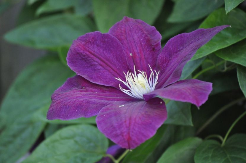 _DSC0453 - VARA 2021_1